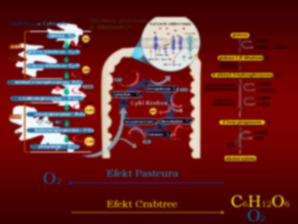 Mikrobiologia - wykład 11 - strona 3