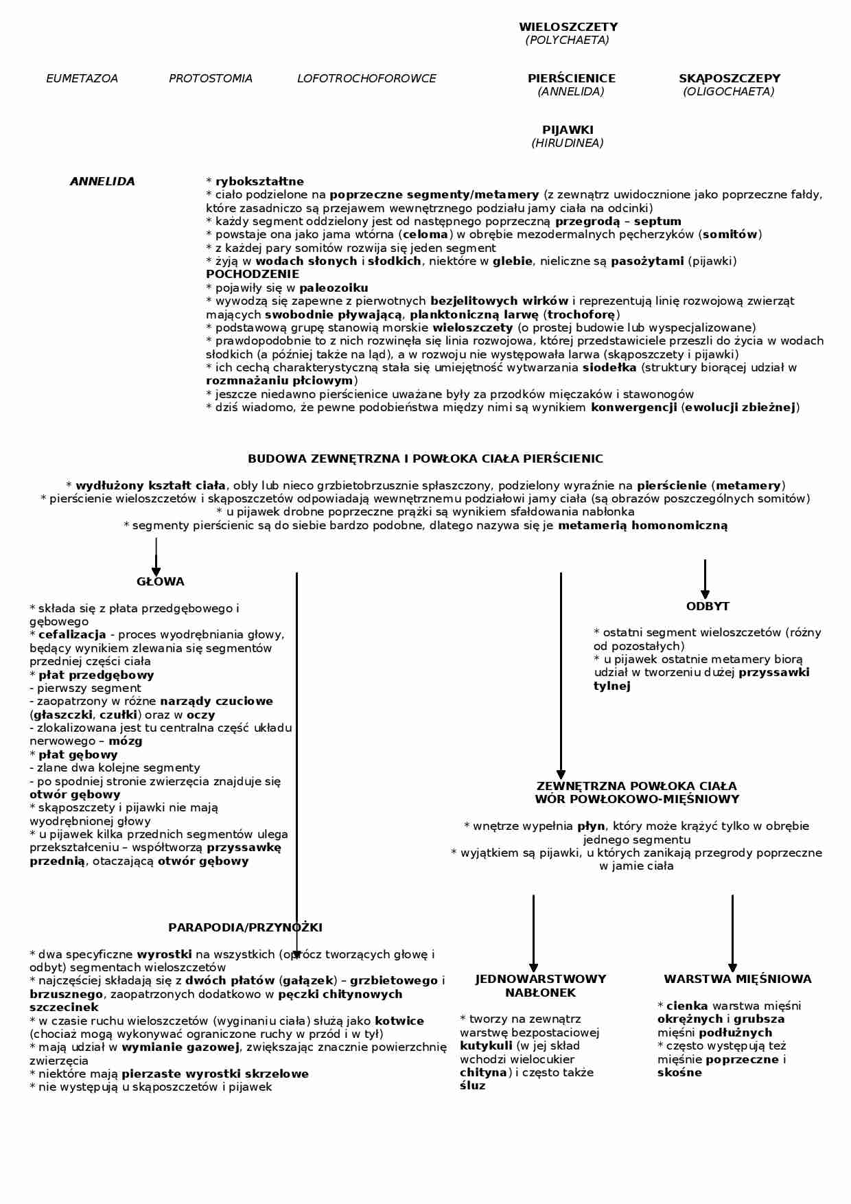 Pierścienice i ich cechy - strona 1
