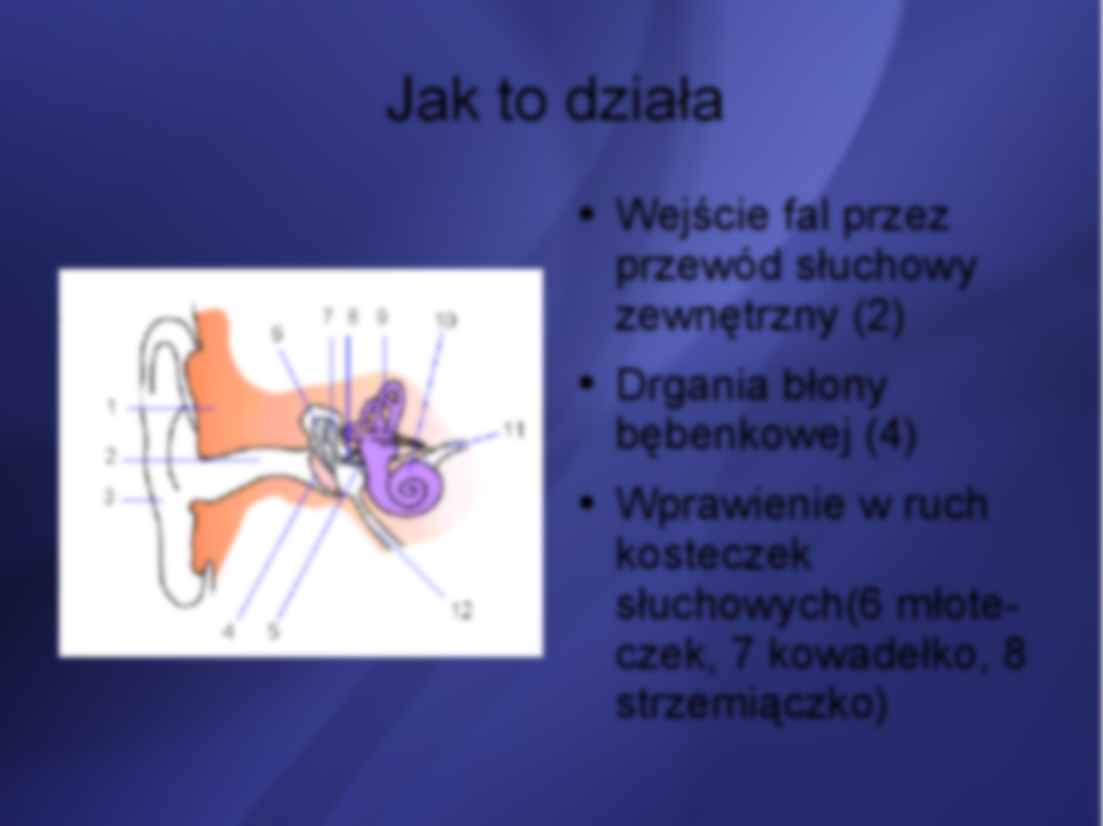 Narząd słuchu - charakterystyka - strona 3