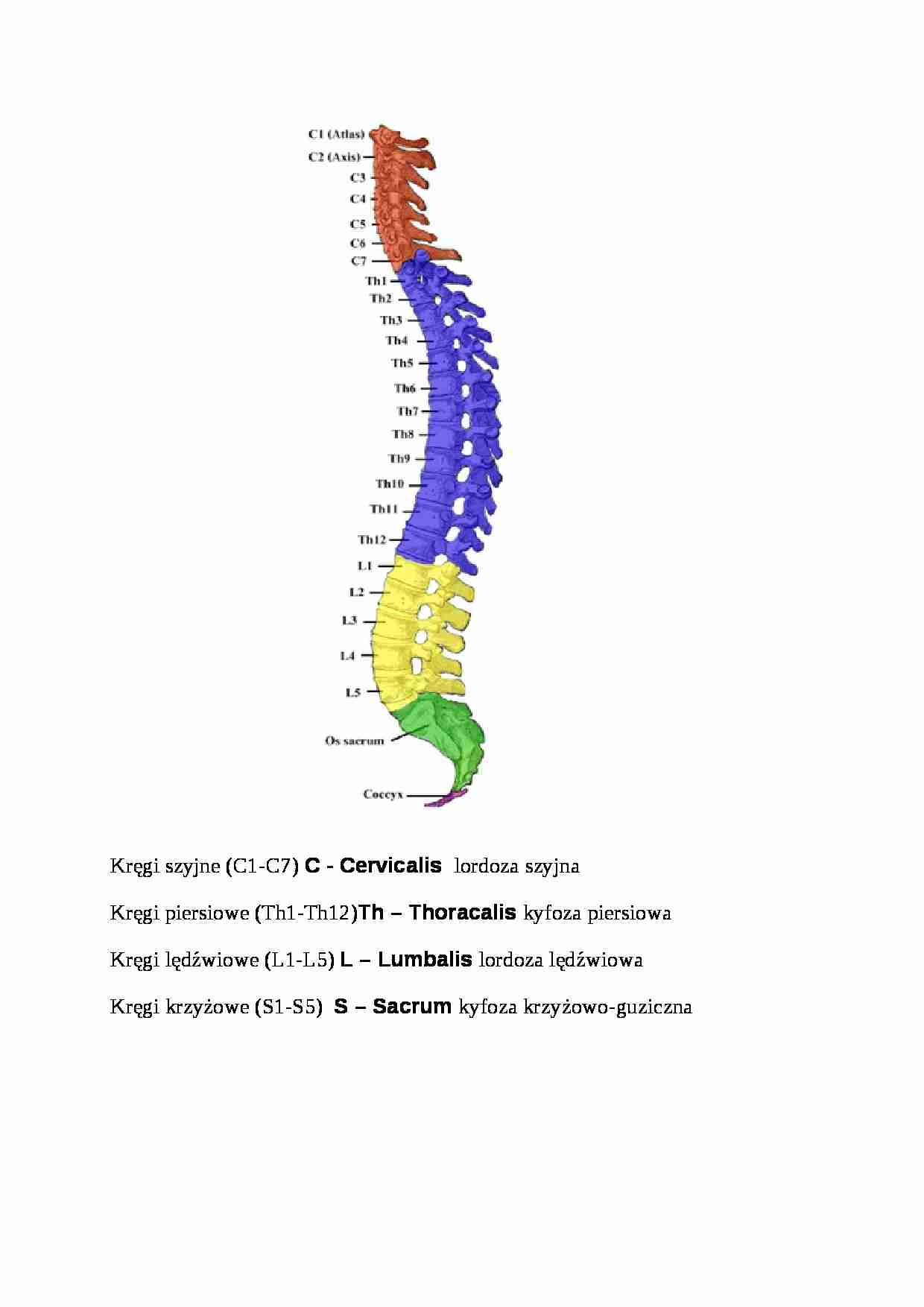 Kręgosłup-budowa - strona 1