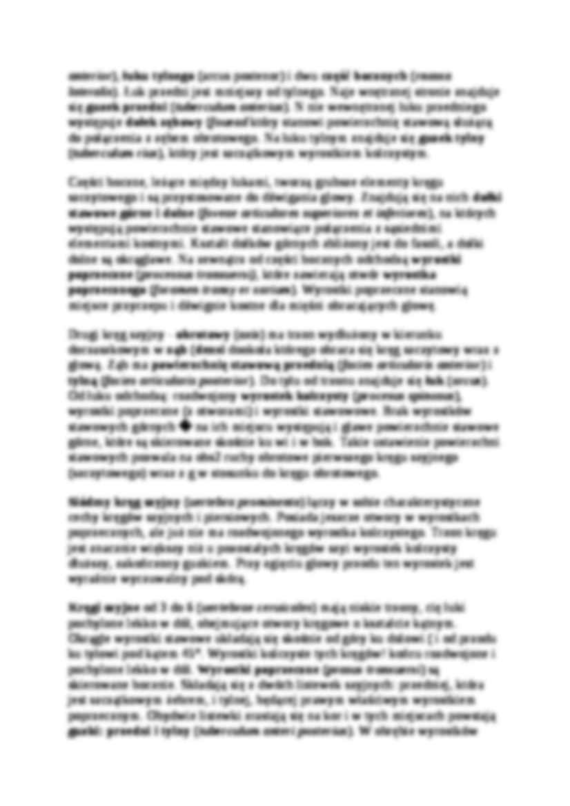 Kręgosłup-budowa - strona 3