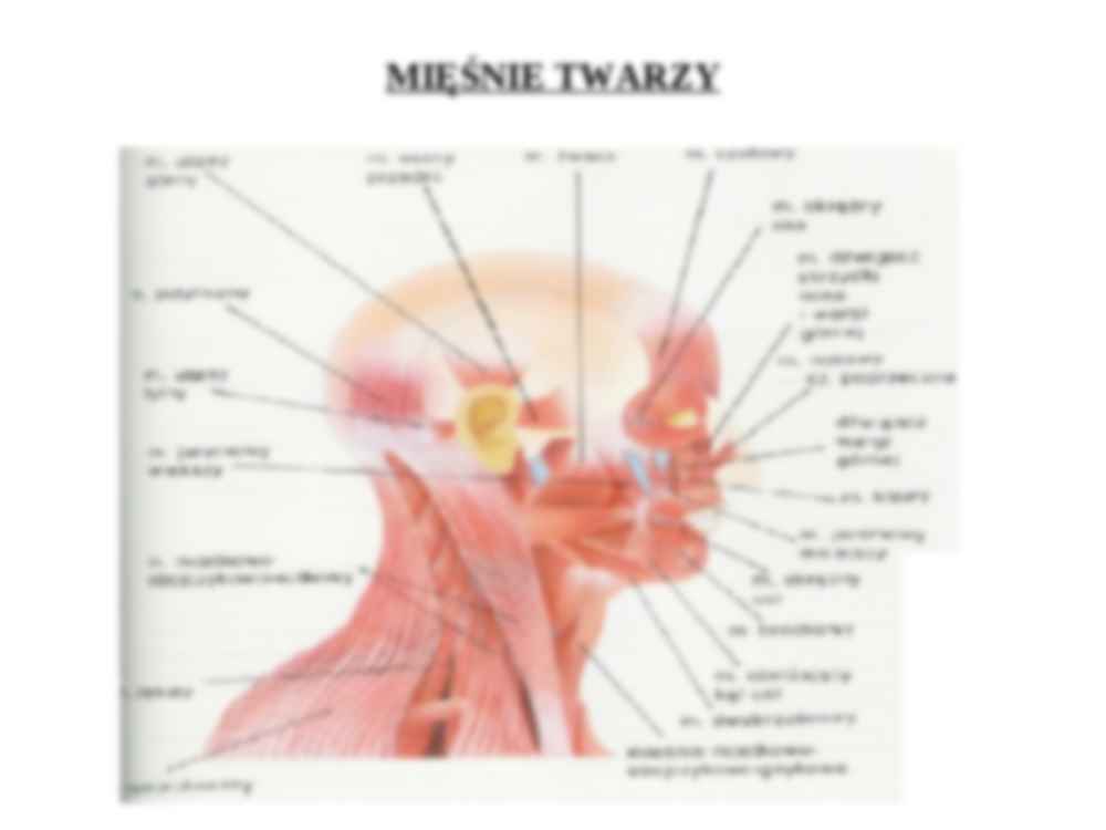 Mięśnie głowy- podział - strona 2