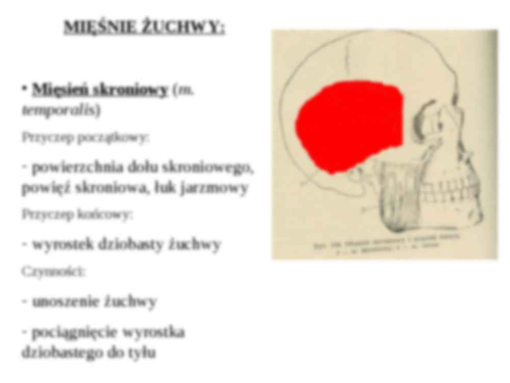 Mięśnie głowy- podział - strona 3