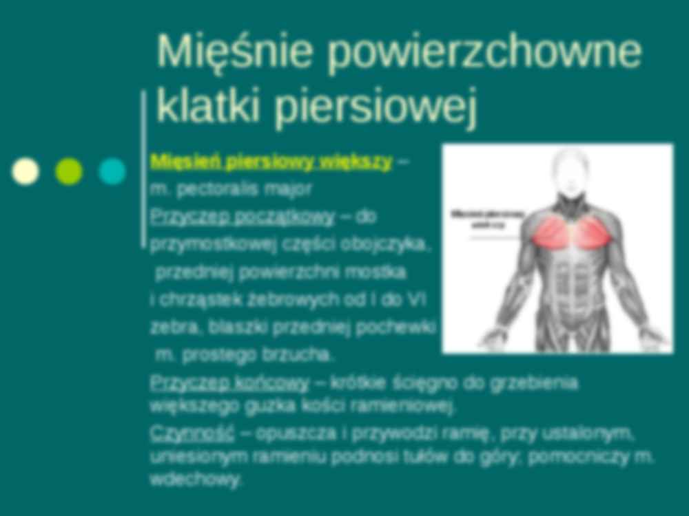 Mięśnie klatki piersiowej  - strona 3