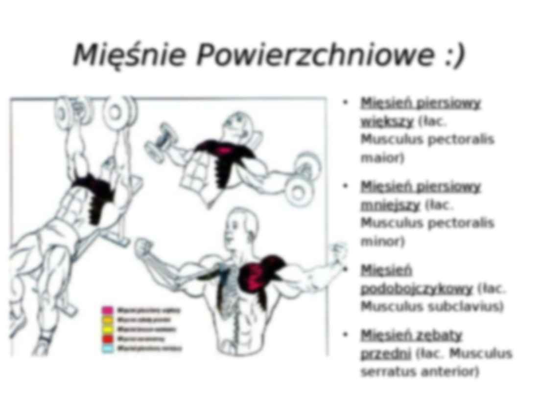 Mięśnie klatki piersiowej - strona 3