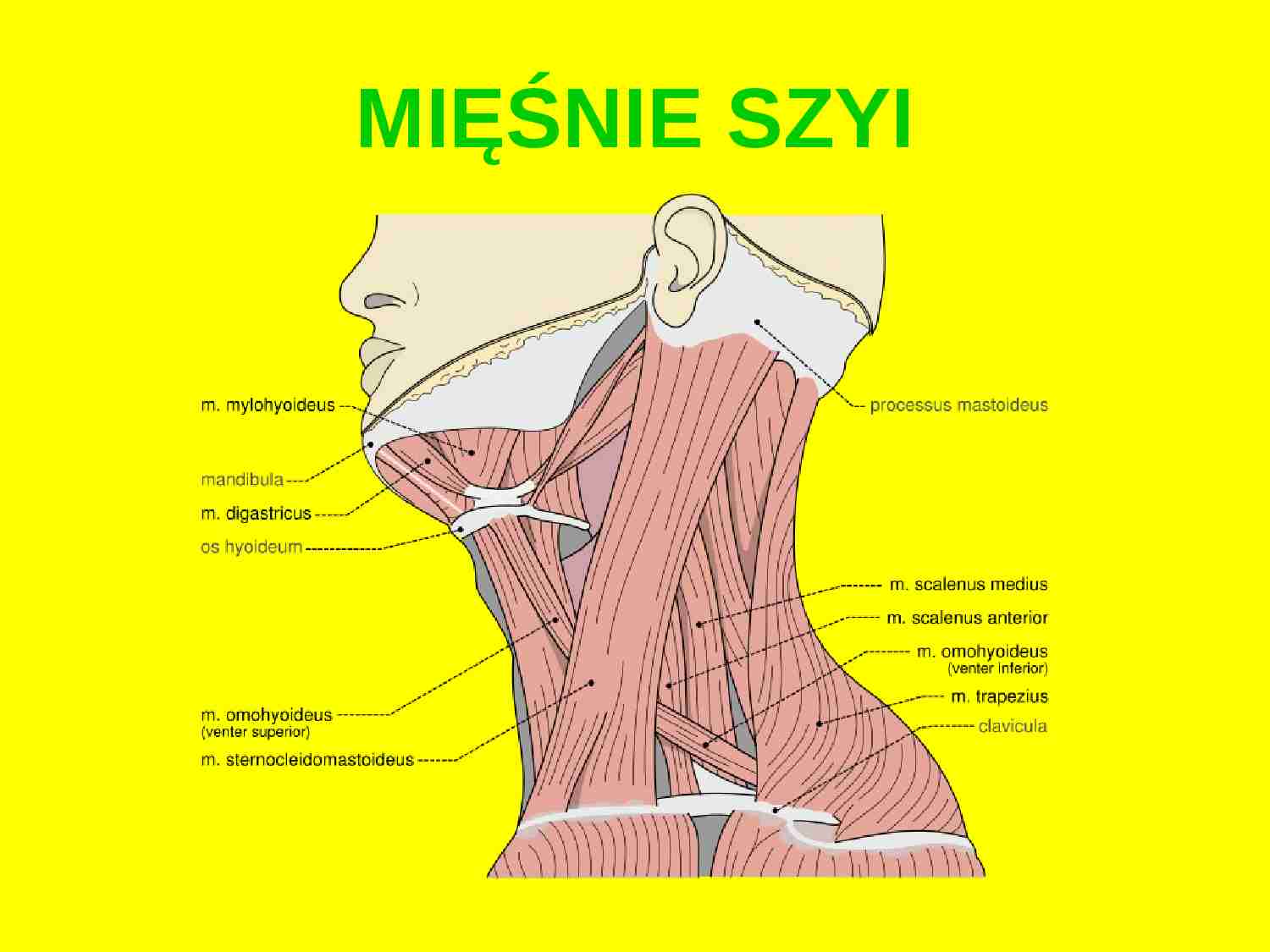 Mięśnie szyi  - strona 1