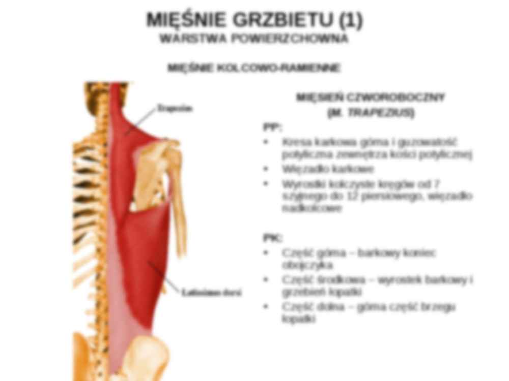 Mięśnie kończyny górnej - Mięsień piersiowy - strona 2
