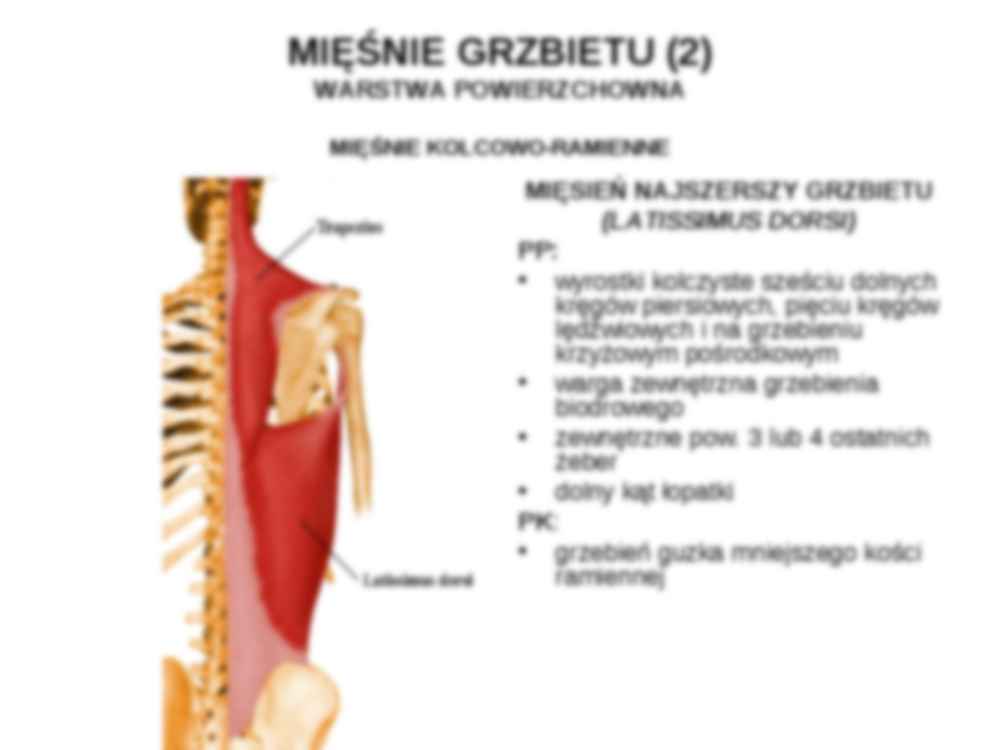 Mięśnie kończyny górnej - Mięsień piersiowy - strona 3