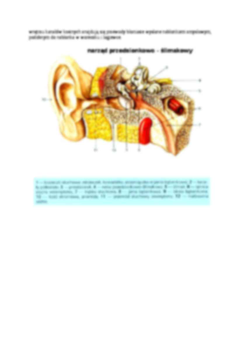 Narząd przedsionkowo-ślimakowy - strona 2