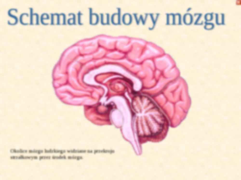Osrodki w płatach kresomózgowia - strona 2