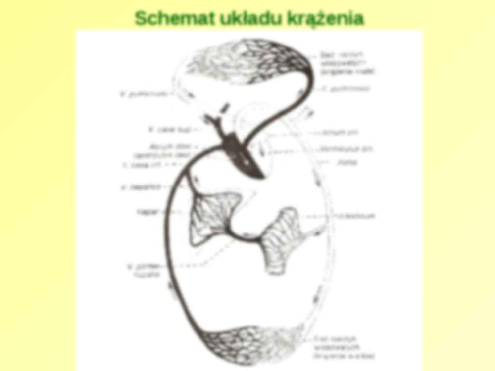 Układ krążenia-repetytorium - strona 3