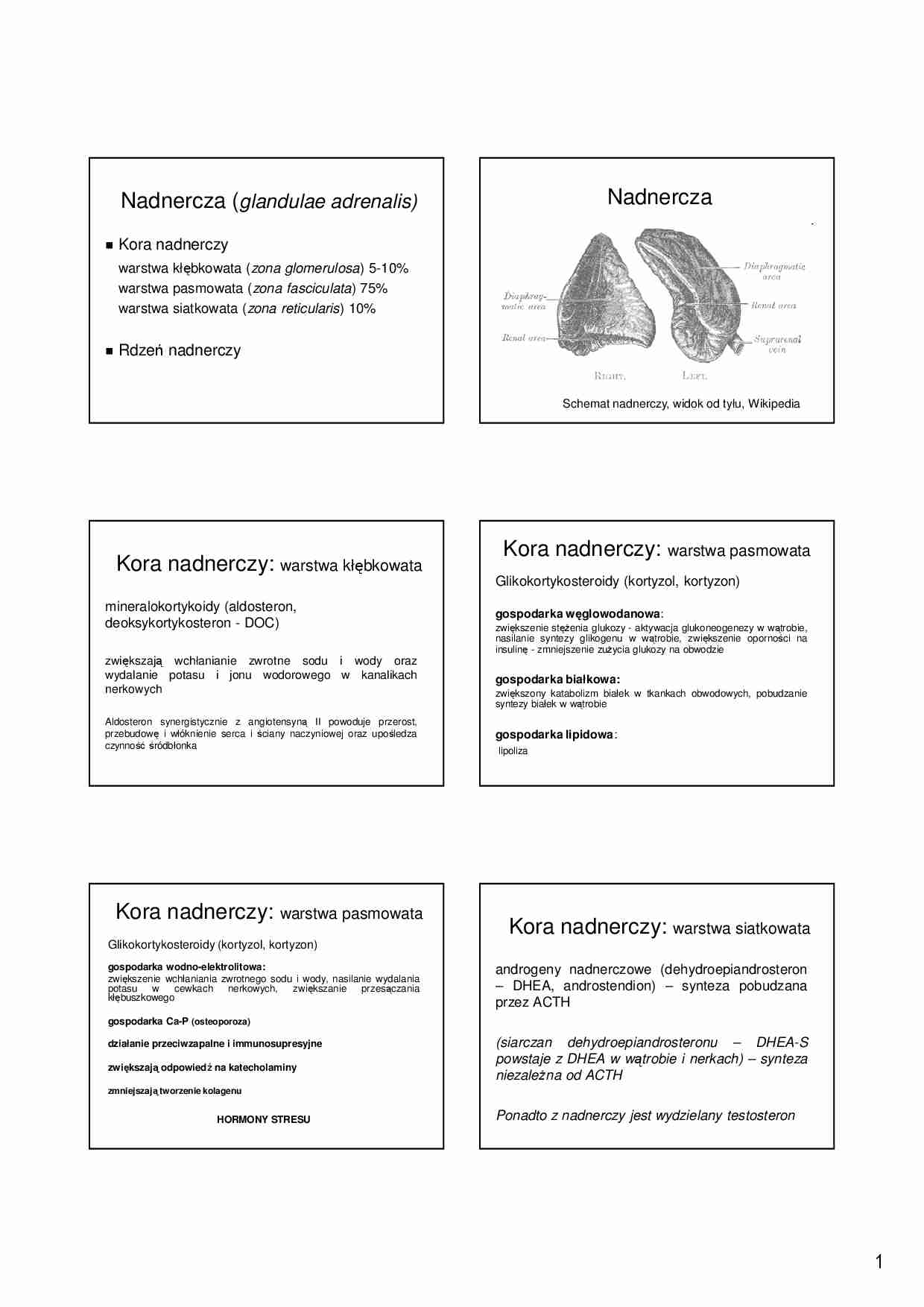 Kora nadnerczy - strona 1