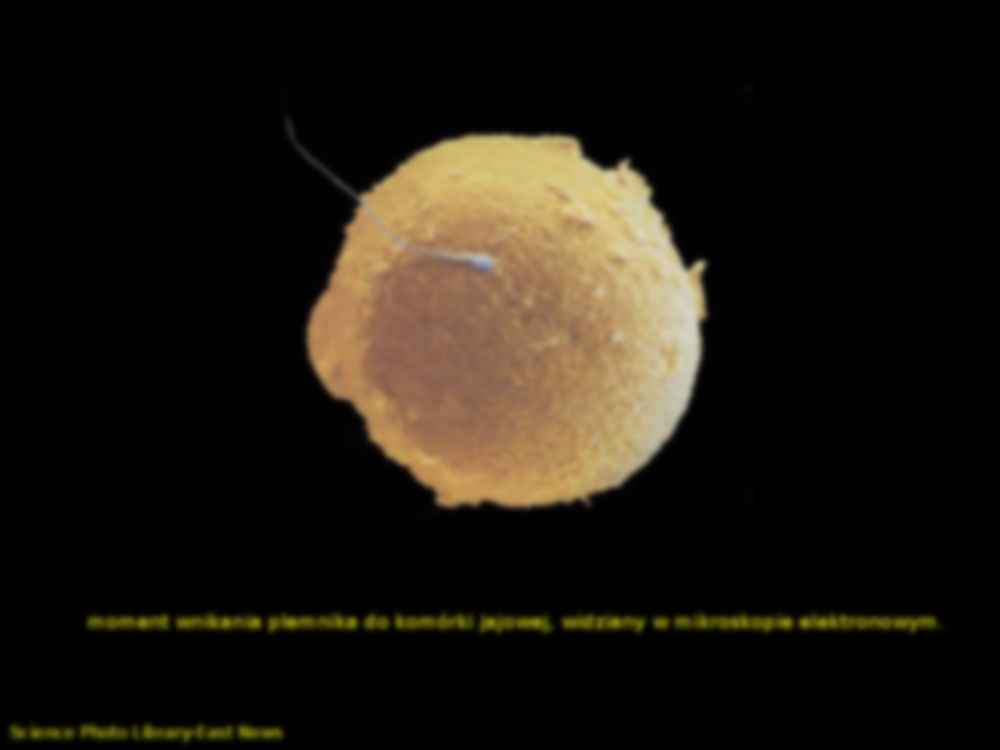 Zapłodnienie - strona 3