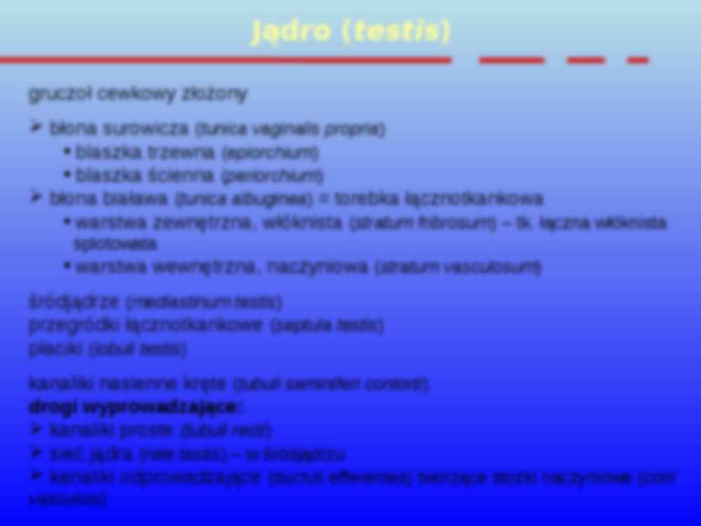 Układ rozrodczy męski - strona 2