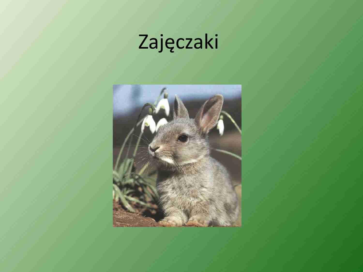 Zajęczaki - strona 1
