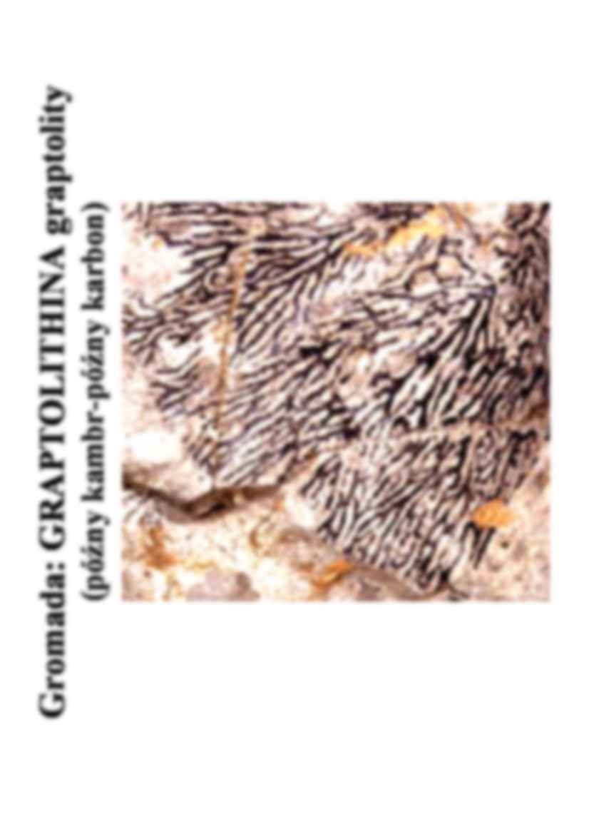Graptolity - strona 3