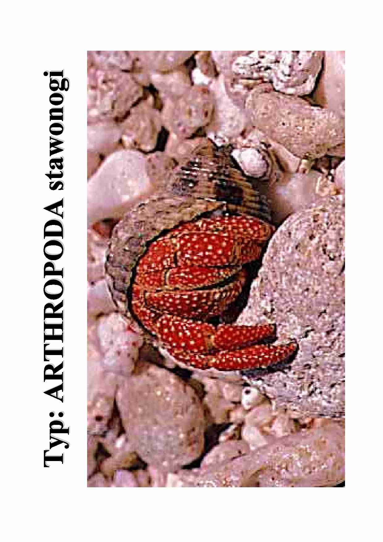 Stawonogi - strona 1