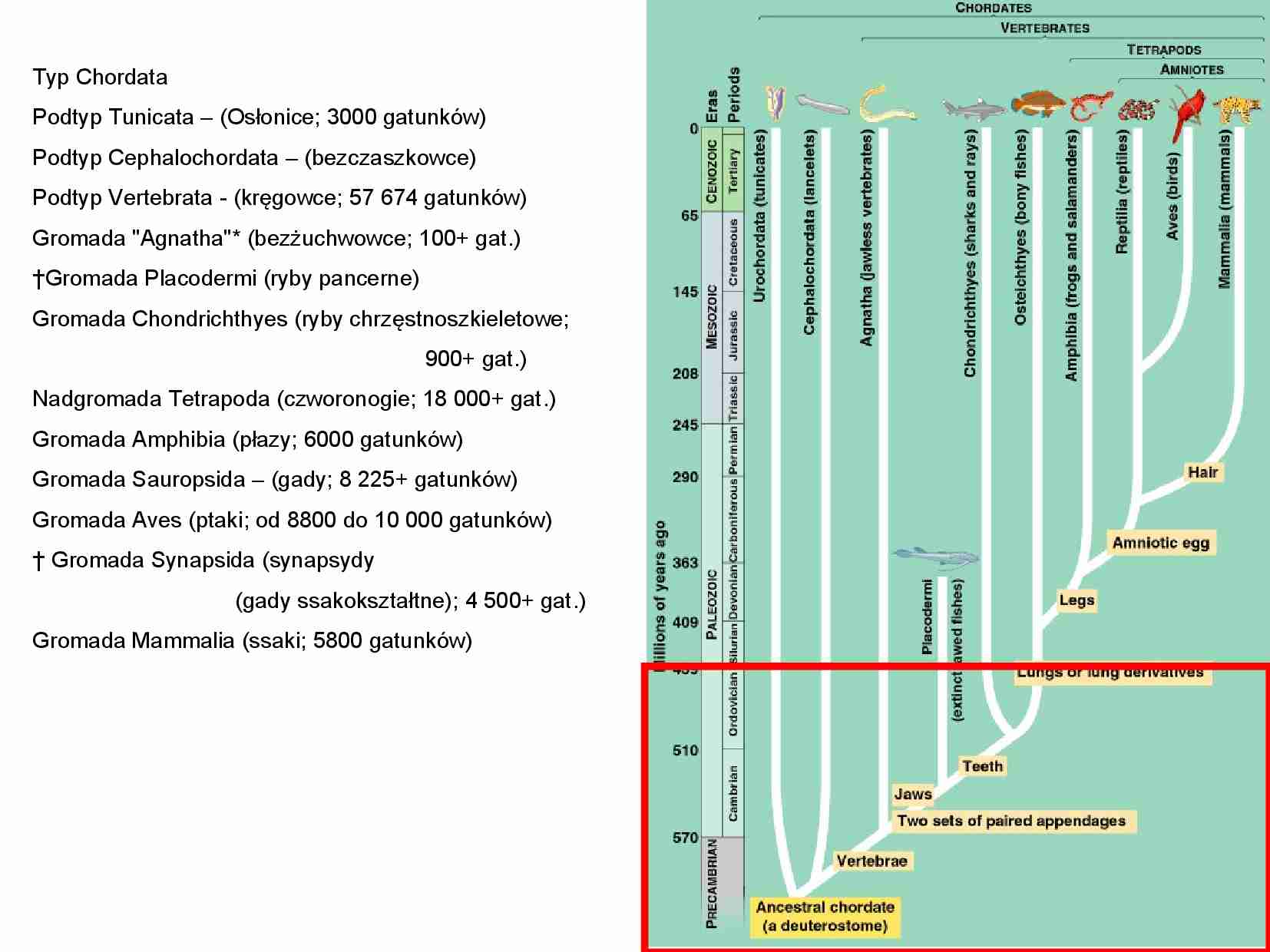 Zwierzęta - gromady i podtypy - strona 1