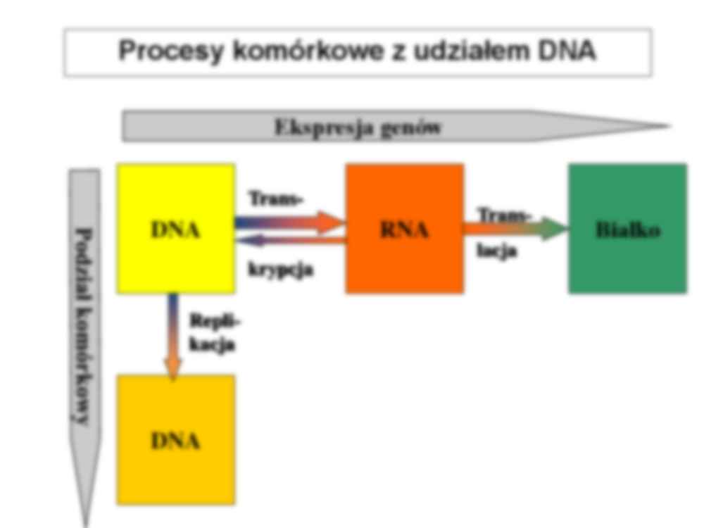 Cykl komórkowy i śmierć komórek - strona 2
