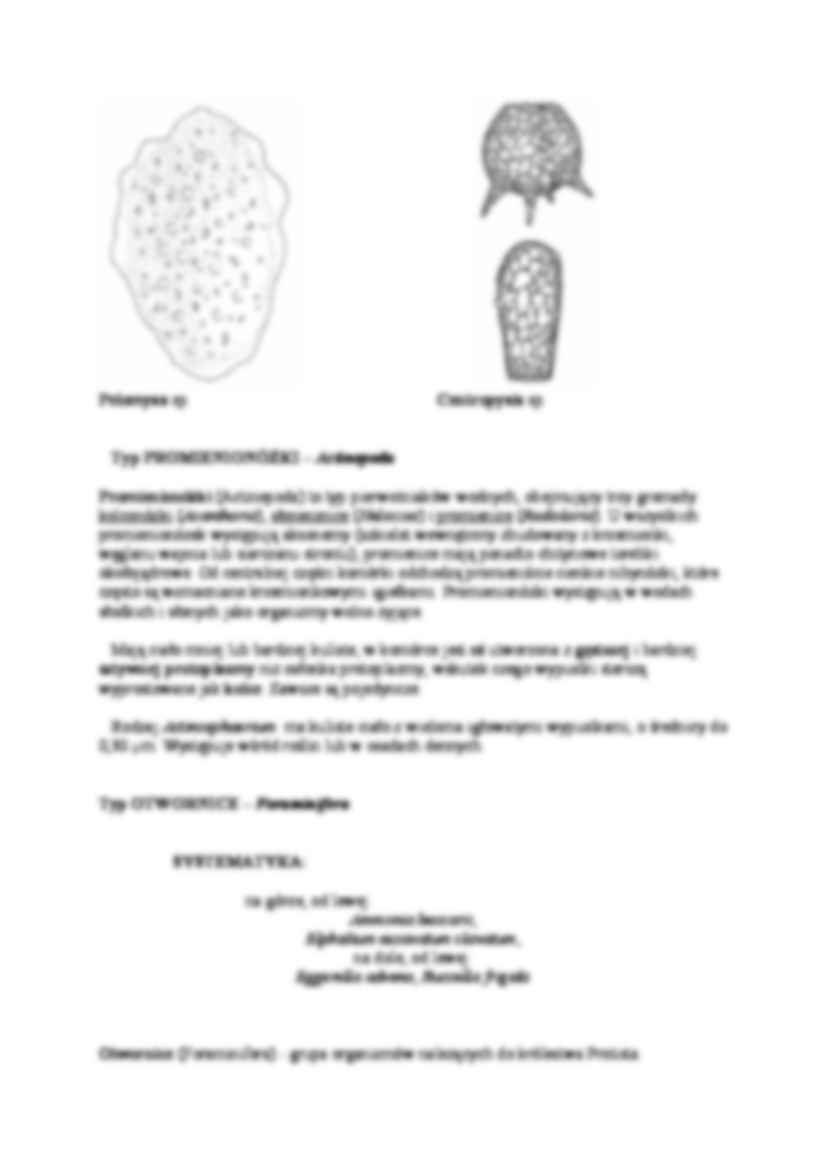 Królestwo protista - opis - strona 2
