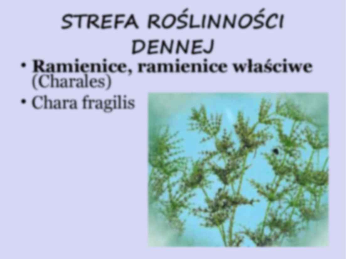 Jeziora eutroficzne - omówienie zagadnienia - strona 3