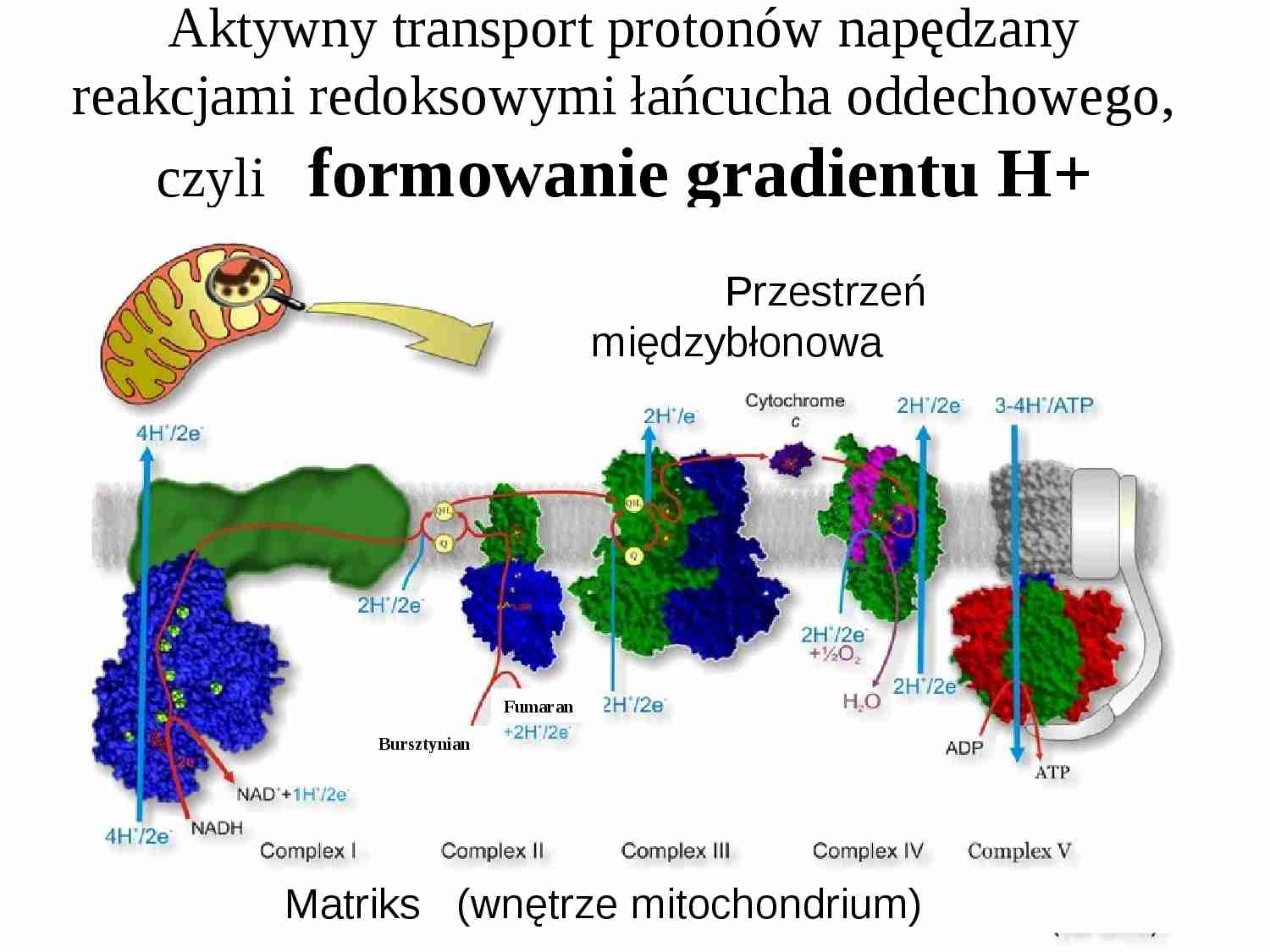 Łańcuch oddechowy - strona 1