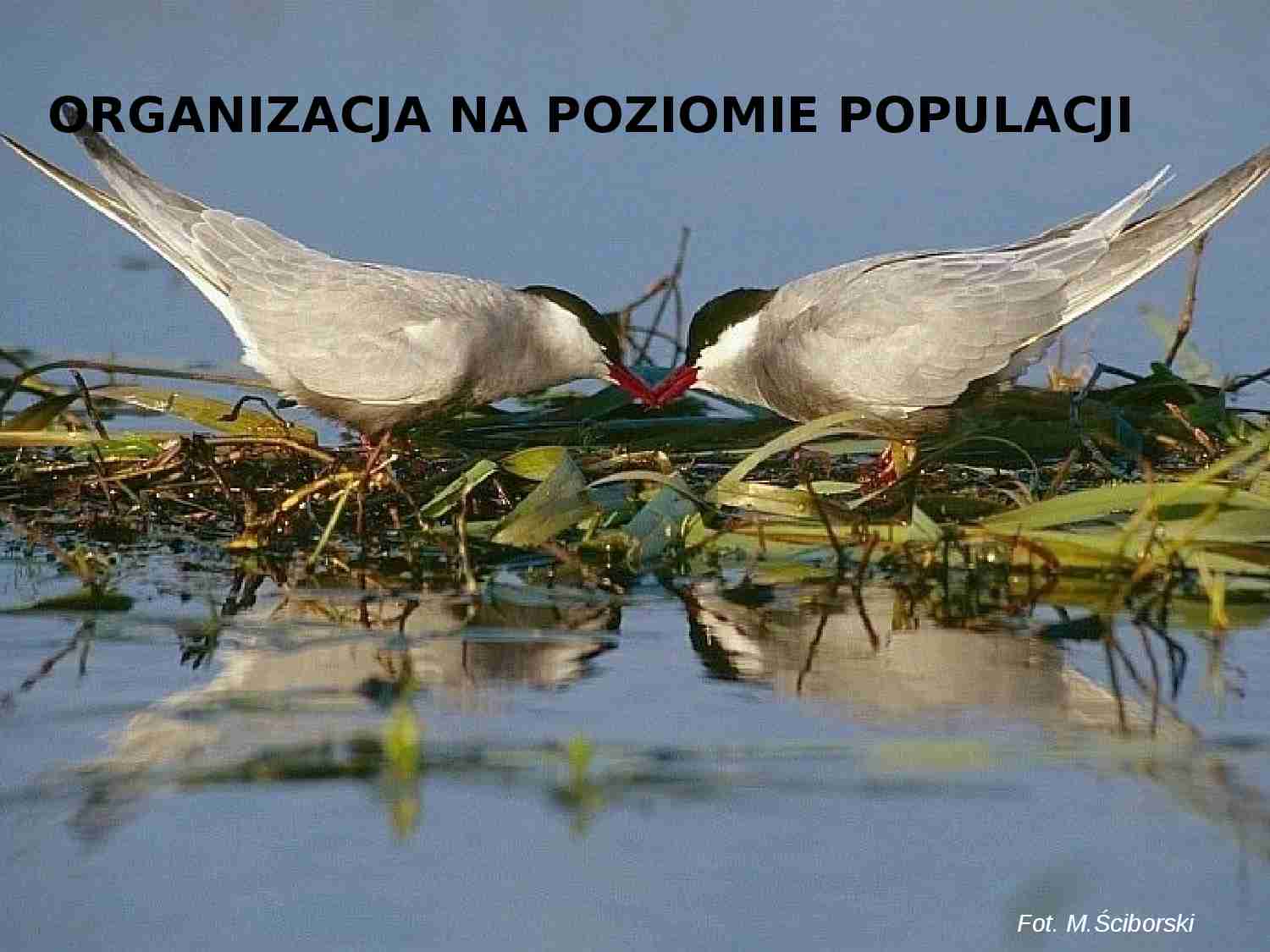 Populacja 2-ekologia - strona 1