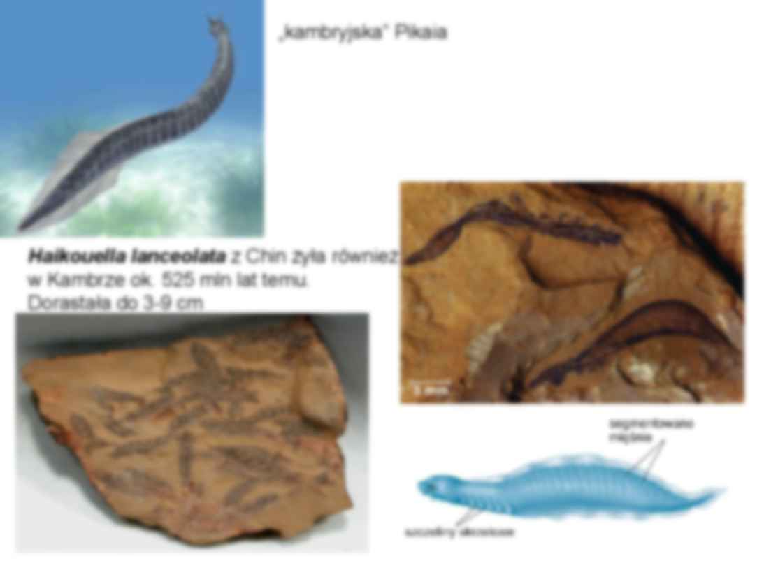 Zwierzeta  - strona 3