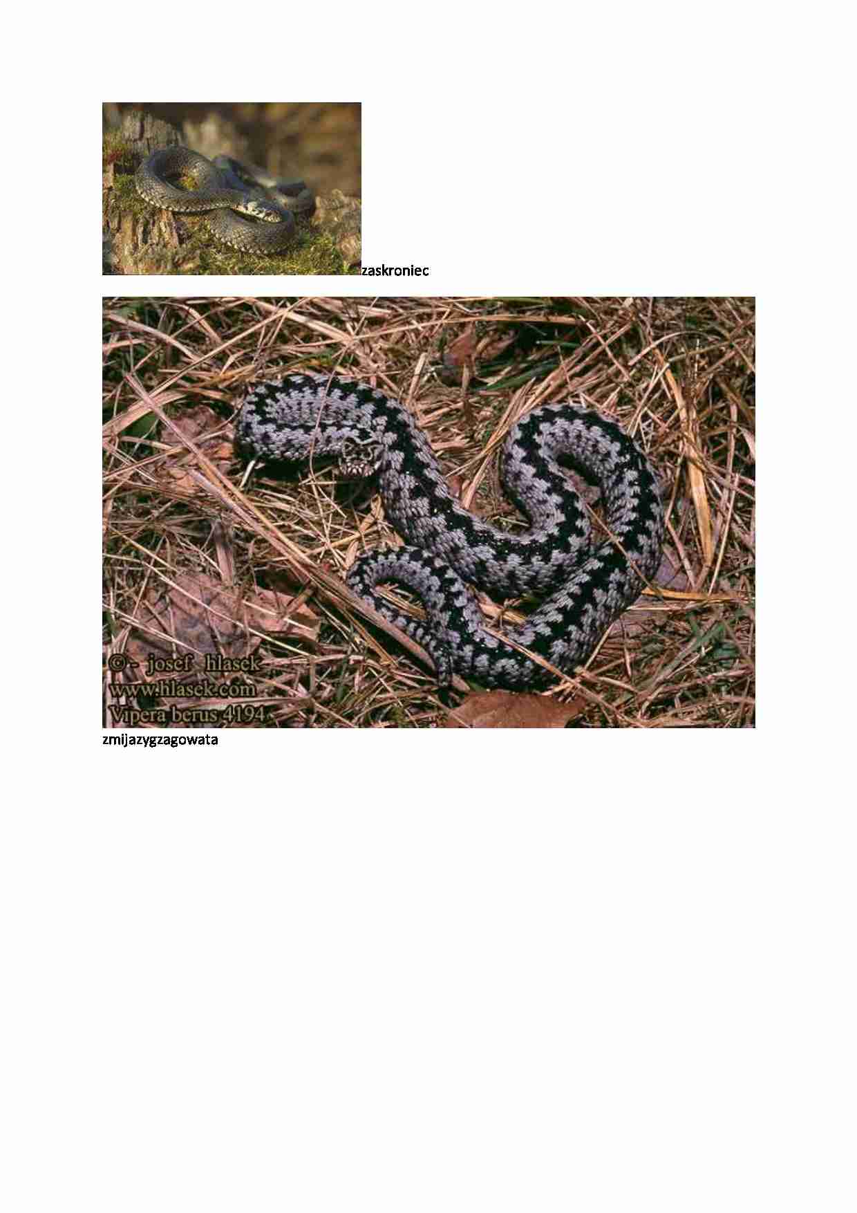 Zaskroniec - strona 1