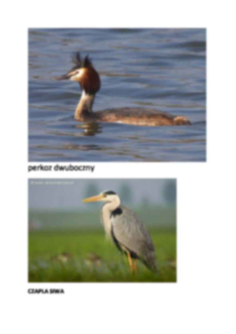 Zaskroniec - strona 2