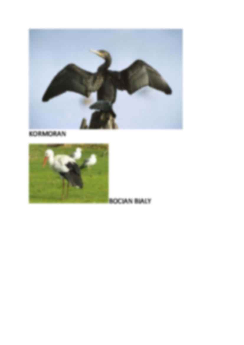 Zaskroniec - strona 3