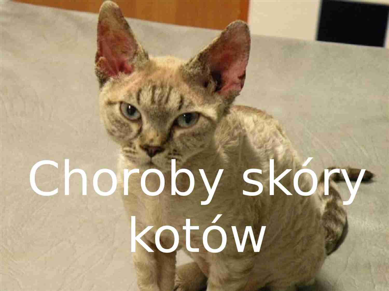 Choroby skóry kotów - strona 1