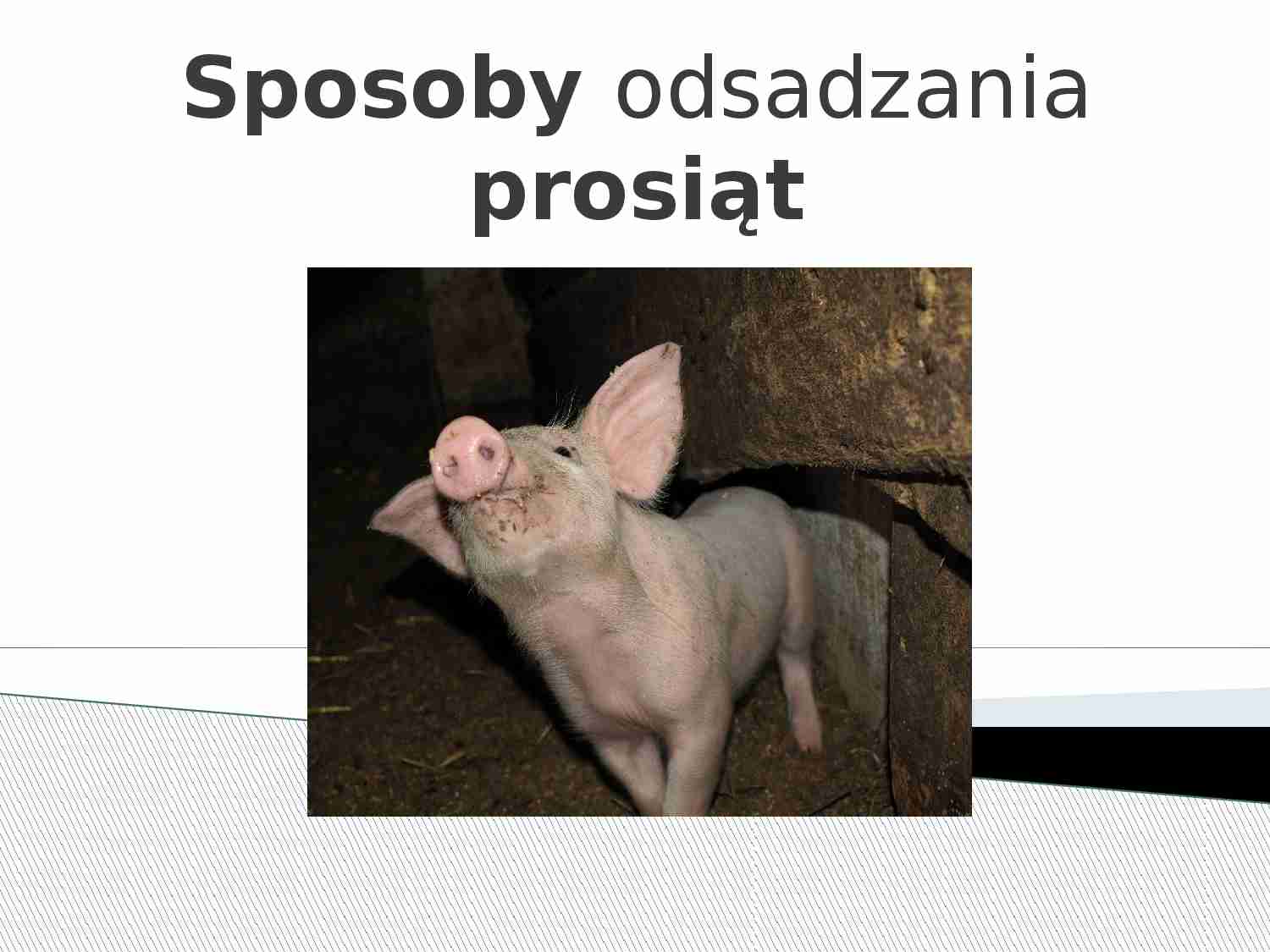 Sposoby odsadzania prosiąt - strona 1