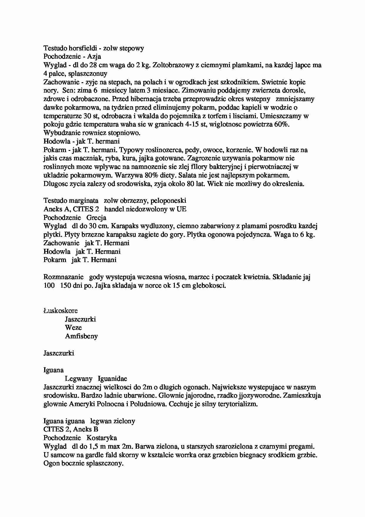 Testudo horsfieldi - żółw stepowy - strona 1