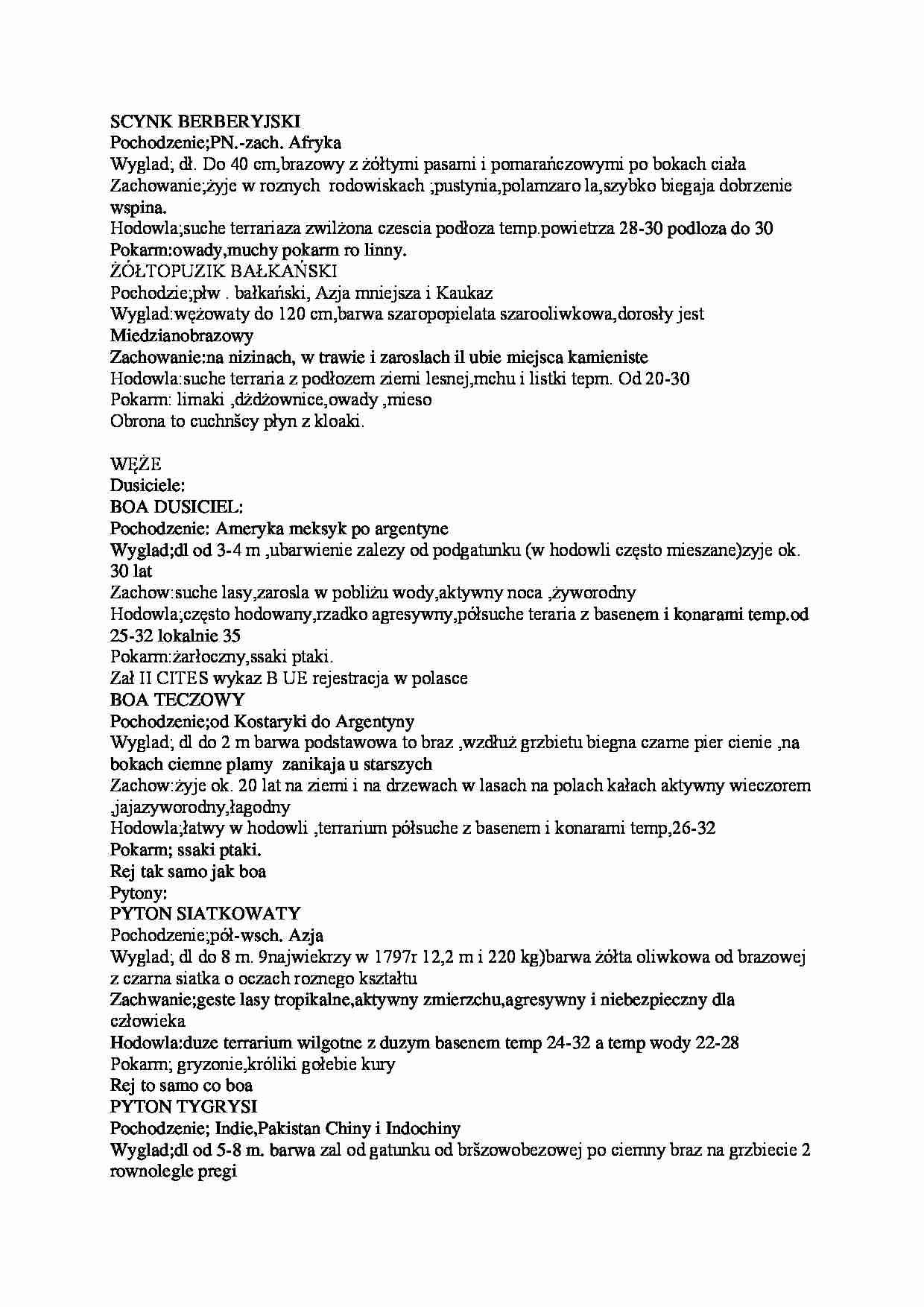Scynk Berberyjski - strona 1