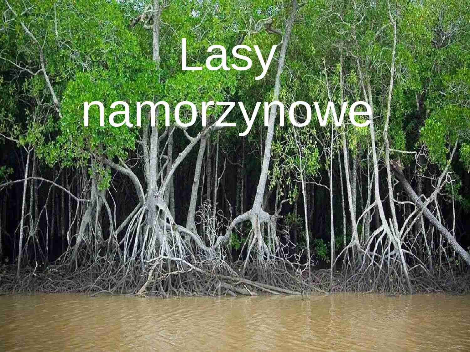 Prezentacja - Lasy namorzynowe - strona 1