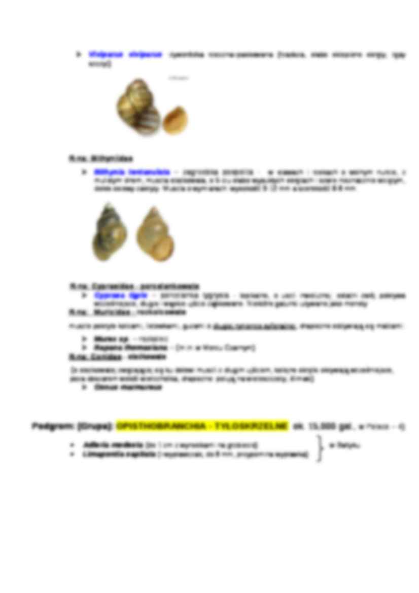 Zoologia systematyczna-wtórnojamowce - strona 3