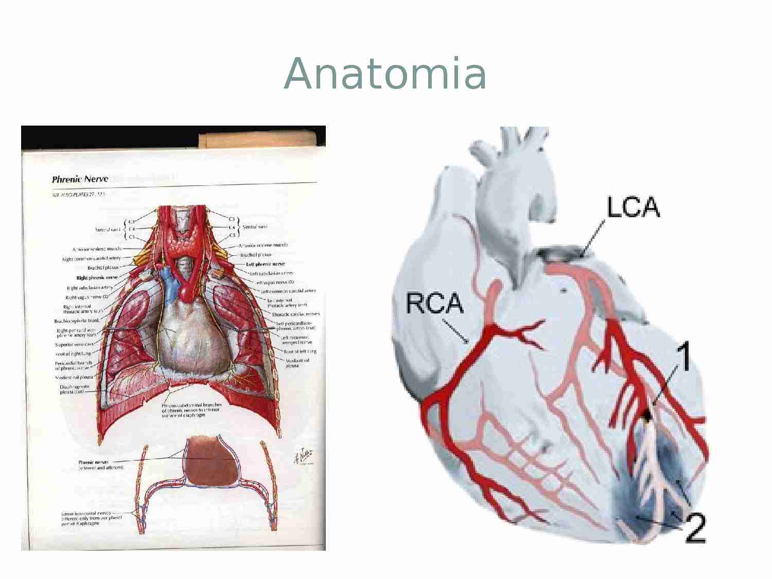 Układ krwionośny - prezentacja - strona 1