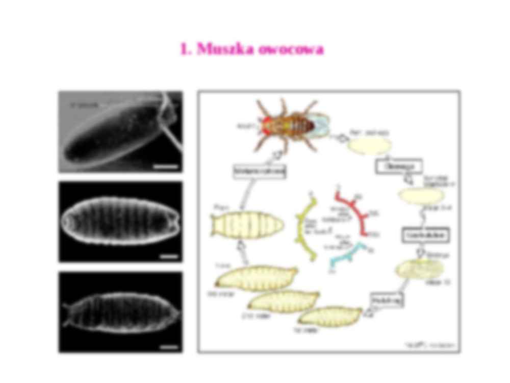 Morfogeneza zwierząt - strona 3