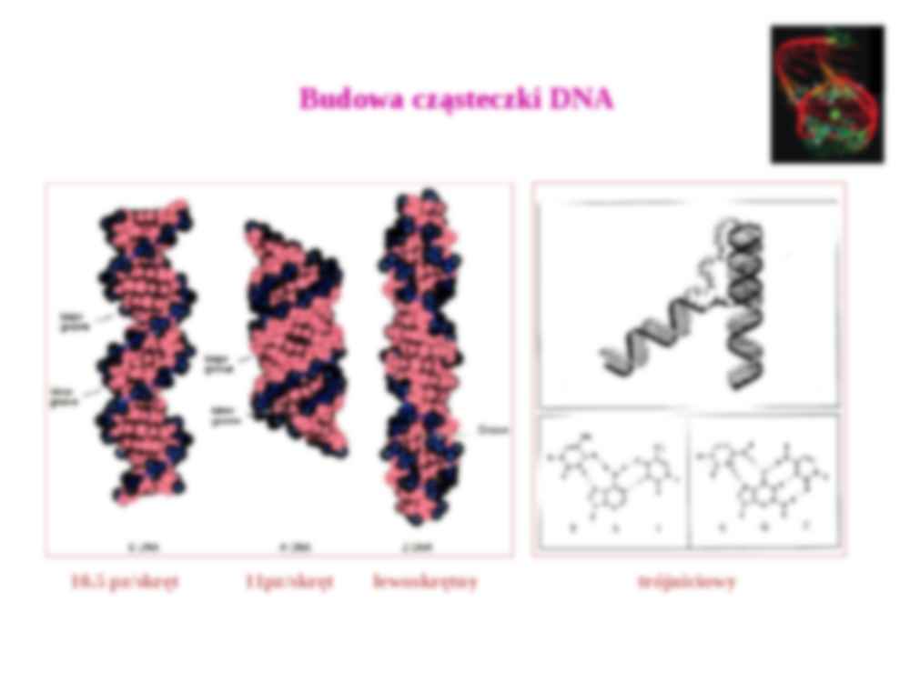 Organizacja genomów II - strona 2