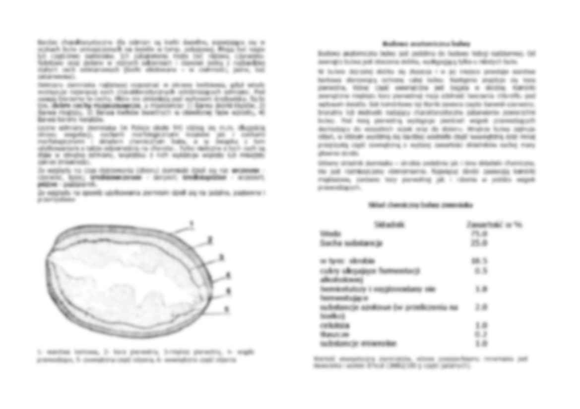 Ziemniak - budowa i znaczenie - strona 3