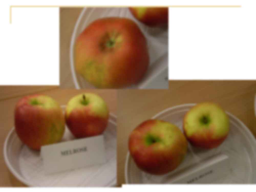 Jabłka-sadownictwo - strona 2