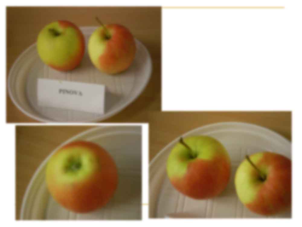 Jabłka-sadownictwo - strona 3