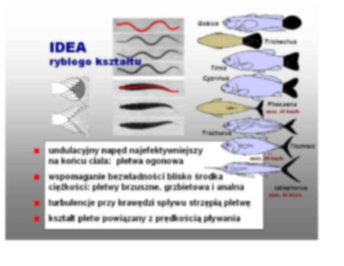 Bezszczekowce i ryby - omówienie - strona 2