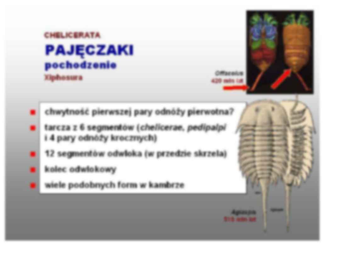 pajeczaki i skorupiaki - omówienie - strona 2