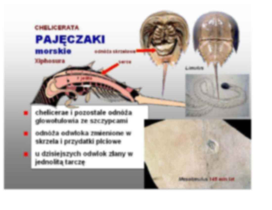 pajeczaki i skorupiaki - omówienie - strona 3