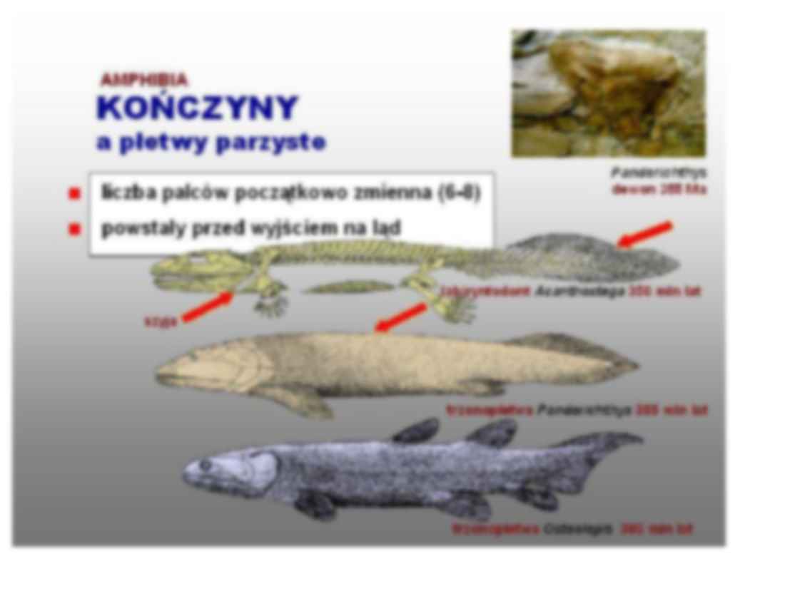 Płazy i gady - omówienie - strona 3