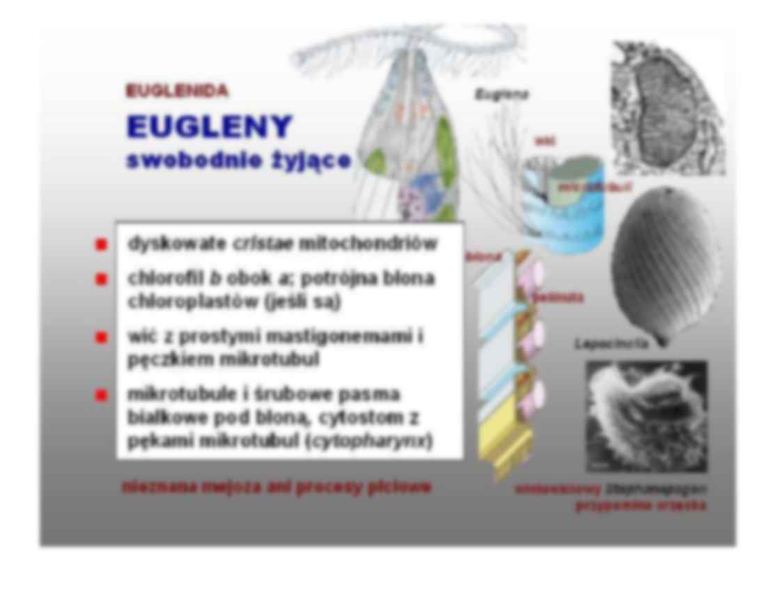 Pochodne komórki zwierzęce - omówienie - strona 3
