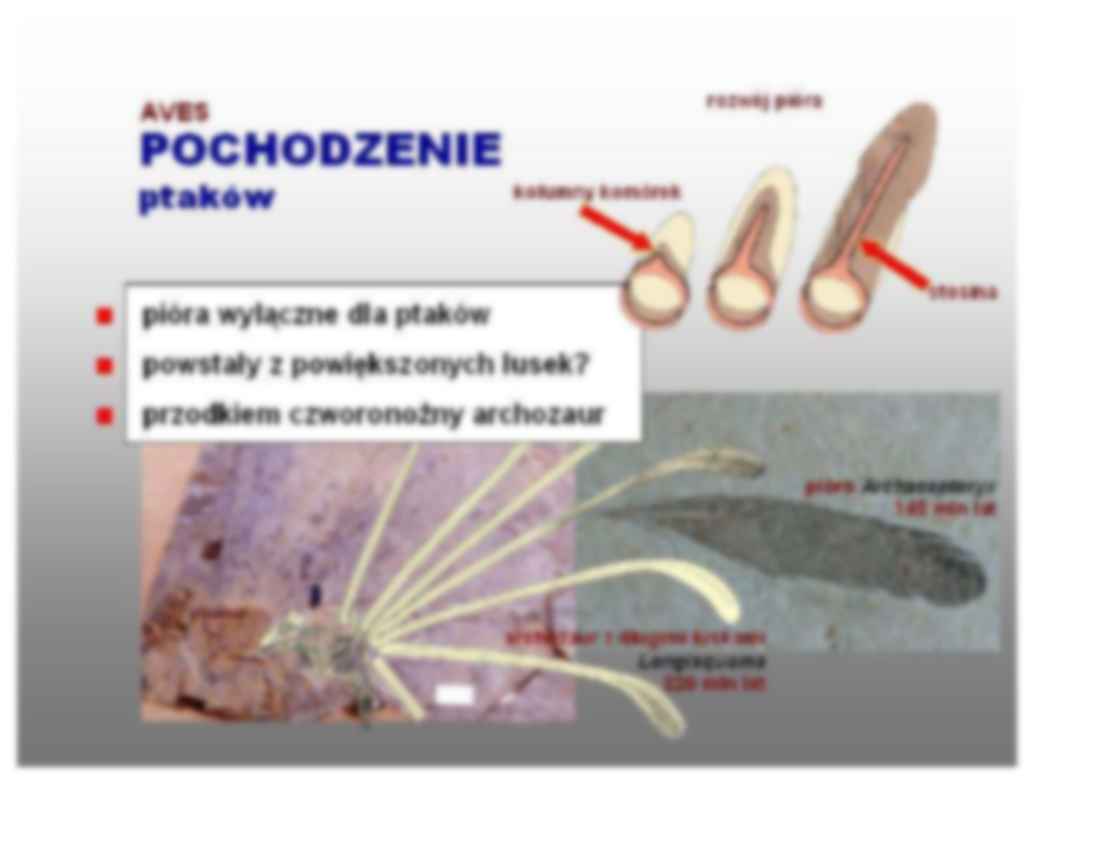 Ptaki - omówienie zagadnienia  - strona 2