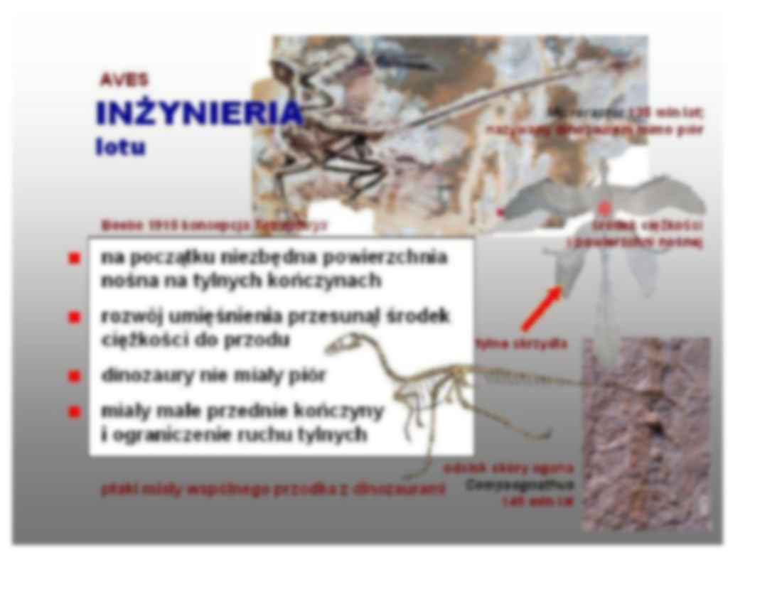 Ptaki - omówienie zagadnienia  - strona 3
